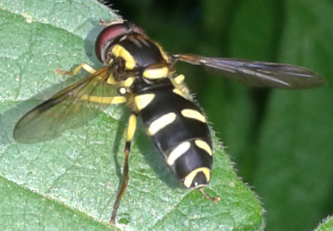 Syrphidae : Xanthogramma da ID